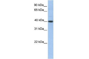 WB Suggested Anti-PELI3 Antibody Titration: 0. (Pellino 3 anticorps  (N-Term))
