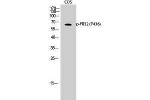 Western Blotting (WB) image for anti-Fibroblast Growth Factor Receptor Substrate 2 (FRS2) (pTyr436) antibody (ABIN3182684) (FRS2 anticorps  (pTyr436))