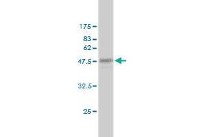 Western Blot detection against Immunogen (47.