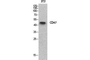 Western Blot (WB) analysis of NIH-3T3 cells using CD47 Polyclonal Antibody.
