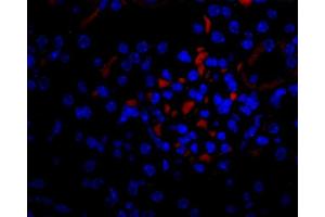 Immunofluorescence (IF) image for anti-Vascular Endothelial Growth Factor (VEGF) antibody (Biotin) (ABIN2477086) (VEGF anticorps  (Biotin))