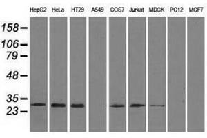 Image no. 6 for anti-Replication Protein A2, 32kDa (RPA2) antibody (ABIN1500736) (RPA2 anticorps)