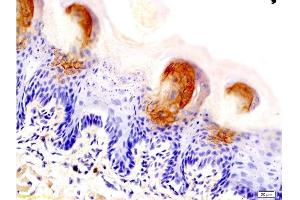 Formalin-fixed and paraffin embedded rat tongue labeled with Anti-AQP-3 Polyclonal Antibody, Unconjugated at 1:200 followed by conjugation to the secondary antibody and DAB staining (AQP3 anticorps  (AA 201-292))