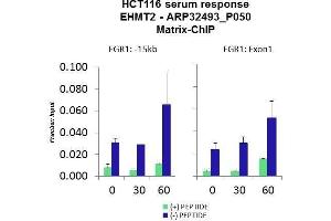 anti-Ankyrin Repeat-Containing Protein (EHMT2) (N-Term) antibody