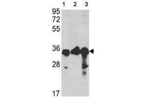 Western blot analysis of anti-GAPDH antibody and 1) A2058, 2) A375, and 3) CEM lysate
