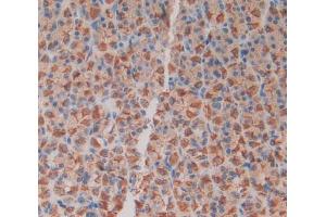 IHC-P analysis of stomach tissue, with DAB staining. (MIA anticorps  (AA 36-127))