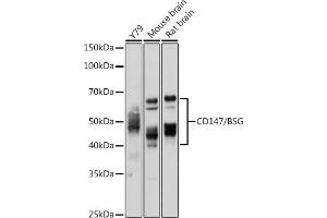 Western blot analysis of extracts of various cell lines, using CD147/CD147/BSG antibody (ABIN3022146, ABIN3022147, ABIN1512647 and ABIN6218629) at 1:1000 dilution.