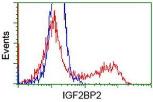 Image no. 1 for anti-Insulin-Like Growth Factor 2 mRNA Binding Protein 2 (IGF2BP2) antibody (ABIN1498823) (IGF2BP2 anticorps)