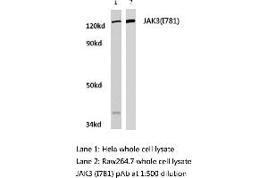 Western blot (WB) analysis of JAK3 antibody  in extracts from hela and raw264. (JAK3 anticorps)