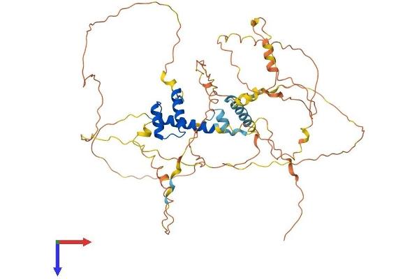Arx Protein (AA 1-564) (His tag)