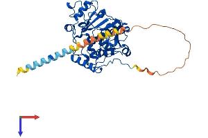 AlphaFold protein structure predicition of Human Recombinant ST6GAL1 Protein, UniprotID P15907