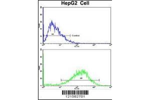 Flow cytometric analysis of HepG2 cells using SIL1 Antibody (bottom histogram) compared to a negative control cell (top histogram). (SIL1 anticorps  (AA 99-126))