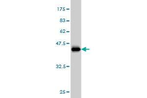 Western Blot detection against Immunogen (37.