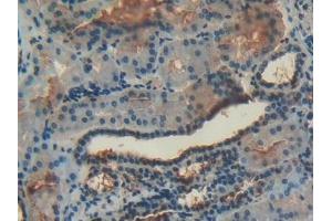 Detection of ANXA4 in Human Kidney Tissue using Polyclonal Antibody to Annexin A4 (ANXA4)