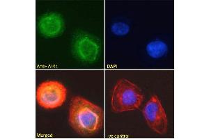 ABIN184780 Immunofluorescence analysis of paraformaldehyde fixed U2OS cells, permeabilized with 0.