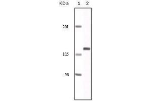 Western Blot showing EphA2 antibody used against NIH/3T3 cell lysate. (EPH Receptor A2 anticorps)