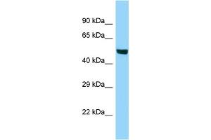 Western Blotting (WB) image for anti-Acyl-CoA Synthetase Bubblegum Family Member 1 (ACSBG1) (C-Term) antibody (ABIN2788582) (ACSBG1 anticorps  (C-Term))