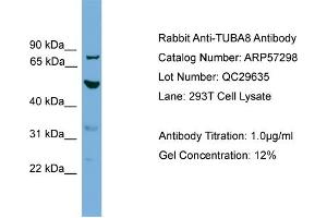 WB Suggested Anti-TUBA8  Antibody Titration: 0. (TUBA8 anticorps  (N-Term))
