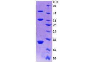 SDS-PAGE analysis of Mouse Collagen Type X Protein. (COL10 Protéine)