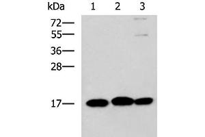Western blot analysis of 231 HL60 and Jurkat cell lysates using RPS14 Polyclonal Antibody at dilution of 1:700 (RPS14 anticorps)