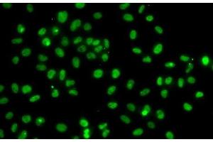 Immunofluorescence analysis of A-549 cells using PMS2 Polyclonal Antibody (PMS2 anticorps)