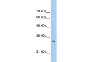 Western Blotting (WB) image for anti-High Mobility Group Nucleosome Binding Domain 5 (HMGN5) antibody (ABIN2461600) (HMGN5 anticorps)