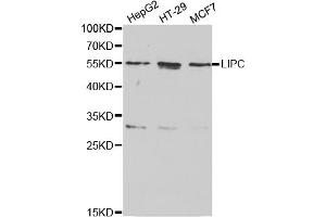 Western blot analysis of extracts of various cell lines, using LIPC antibody (ABIN5970666) at 1/1000 dilution. (LIPC anticorps)