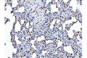 IHC analysis of ERP29 using anti-ERP29 antibody (ABIN7601342).