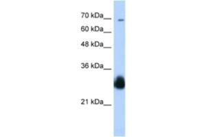Western Blotting (WB) image for anti-Ring Finger Protein 138 (RNF138) antibody (ABIN2460633) (RNF138 anticorps)