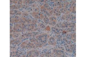 IHC-P analysis of Human Liver Tissue, with DAB staining. (FGG anticorps  (AA 166-416))