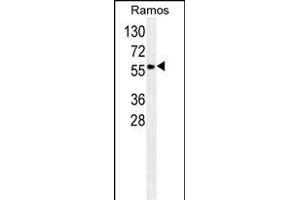 S Antibody (N-term) (ABIN658985 and ABIN2838033) western blot analysis in Ramos cell line lysates (35 μg/lane). (SERPINA9 anticorps  (N-Term))