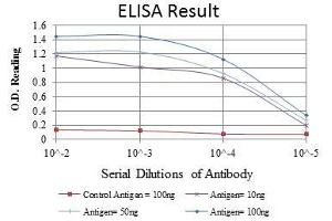 anti-Cystatin C (CST3) antibody