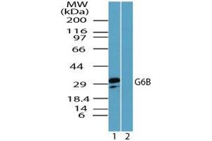 Image no. 1 for anti-Chromosome 6 Open Reading Frame 25 (C6orf25) (AA 170-220) antibody (ABIN960104) (C6orf25 anticorps  (AA 170-220))
