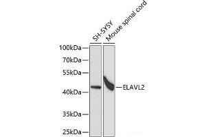 Western blot analysis of extracts of various cell lines using ELAVL2 Polyclonal Antibody at dilution of 1:1000.
