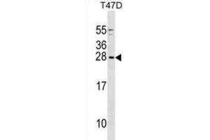 Western Blotting (WB) image for anti-Glycine Cleavage System H Protein (GCSH) antibody (ABIN2999102) (GCSH anticorps)