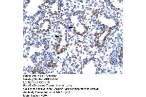 Rabbit Anti-HEY1 Antibody  Paraffin Embedded Tissue: Human Lung Cellular Data: Alveolar cells Antibody Concentration: 4. (HEY1 anticorps  (C-Term))