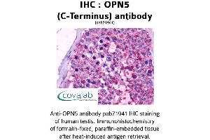 Image no. 1 for anti-Opsin 5 (OPN5) (C-Term) antibody (ABIN1737654)
