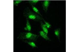 Immunofluorescenitrocellulosee of HeLa cells were stained by monoclonal anti-human GCN5L2 antibody (1:500) with Alexa 488 (Green).
