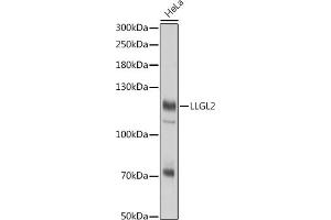 Western blot analysis of extracts of HeLa cells, using LLGL2 antibody (ABIN7268212) at 1:3000 dilution. (LLGL2 anticorps)