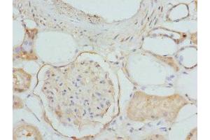 Immunohistochemistry of paraffin-embedded human kidney tissue using ABIN7151501 at dilution of 1:100