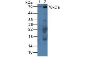 Western blot analysis of (1) Mouse Serum and (2) Mouse Placenta Tissue. (CAPNL1 anticorps  (AA 387-694))