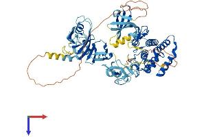 AlphaFold protein structure predicition of Human Recombinant LIMK2 Protein, UniprotID P53671