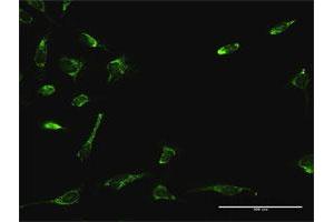 Immunofluorescence of purified MaxPab antibody to ATAD3A on HeLa cell. (ATAD3A anticorps  (AA 1-586))