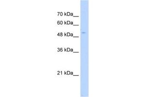 Western Blotting (WB) image for anti-PAP Associated Domain Containing 7 (PAPD7) antibody (ABIN2463208) (PAP Associated Domain Containing 7 (PAPD7) anticorps)