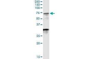 Immunoprecipitation of WDR20 transfected lysate using anti-WDR20 MaxPab rabbit polyclonal antibody and Protein A Magnetic Bead , and immunoblotted with WDR20 purified MaxPab mouse polyclonal antibody (B01P) . (WDR20 anticorps  (AA 1-569))