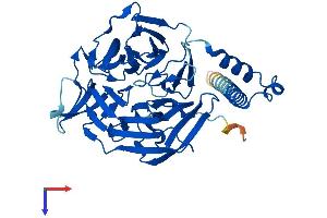 AlphaFold protein structure predicition of Human Recombinant KLHDC1 Protein, UniprotID Q8N7A1