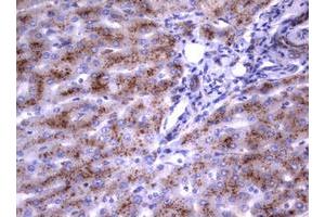 Image no. 9 for anti-Sialidase 1 (Lysosomal Sialidase) (NEU1) (AA 48-315) antibody (ABIN1491548)