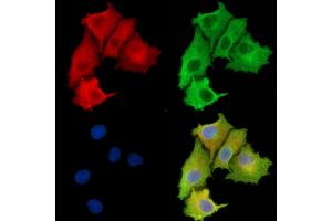 ABIN6263526 and ABIN6279596 staining  cells by IF/ICC. (NBPF3 anticorps  (Internal Region))