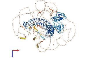 AlphaFold protein structure predicition of Human Recombinant SCRIB Protein, UniprotID Q14160