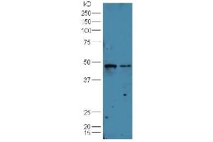 Lane 1:Huh7 cell lysate Lane 2: A549 cell lysates probed with Rabbit Anti-B7-H6 Polyclonal Antibody, Unconjugated (ABIN1713370) at 1:300 overnight at 4 °C. (B7-H6 anticorps  (AA 51-150))